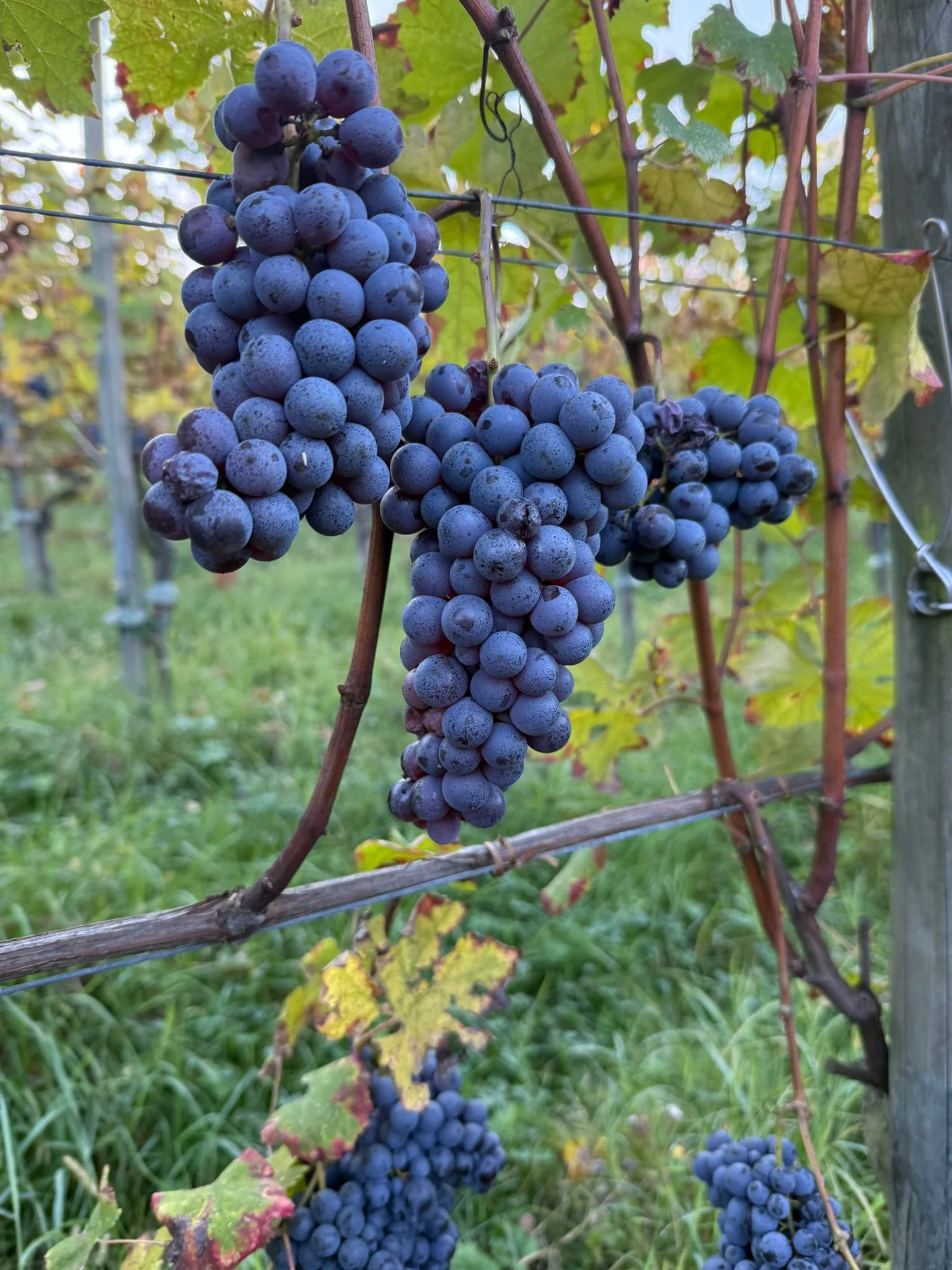 WhatsApp-Image-2025-12-15-at-12.50.44-AM-1